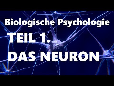 Das Neuron -Teil 1 Biologische Psychologie