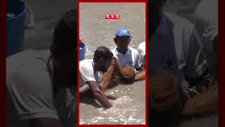 ভেনামি চিংড়ি চাষে অনীহার নেপথ্যে কী? #khulnanews #shrimp #vannameishrimp #shorts #somoytv screenshot 1