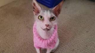 Everyone Thought This Cat Was Too ‘ugly’ To Be Loved And Cherished