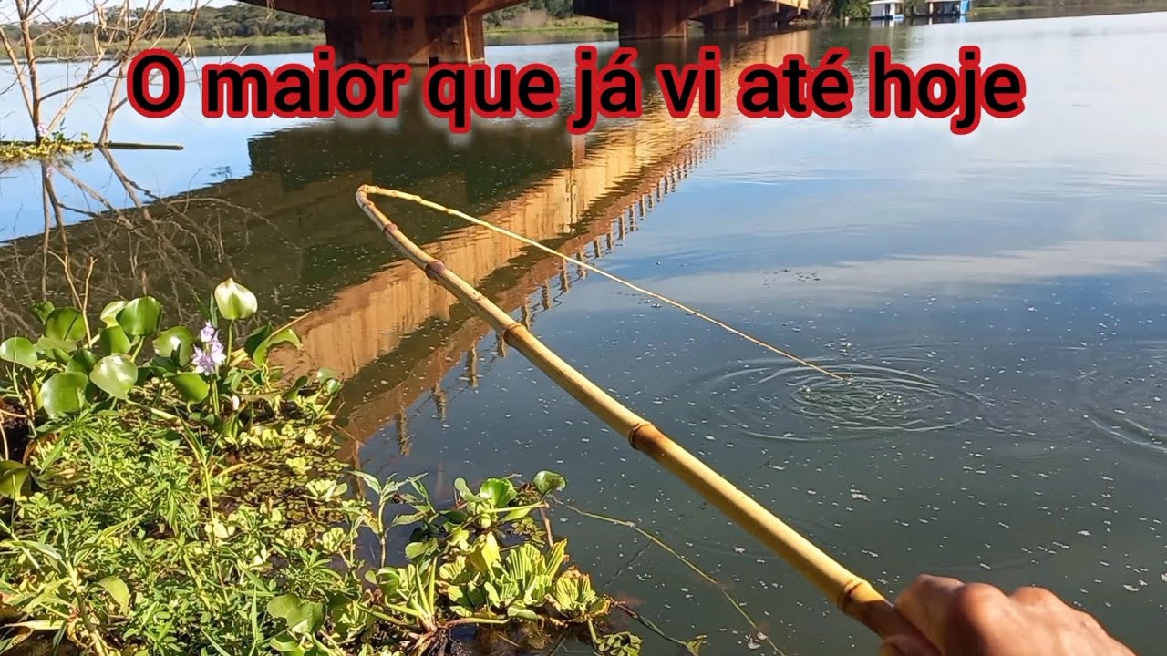 Era só cair o lambari na água Dourado mandi e Barbados numa só Pescaria Rio turvo