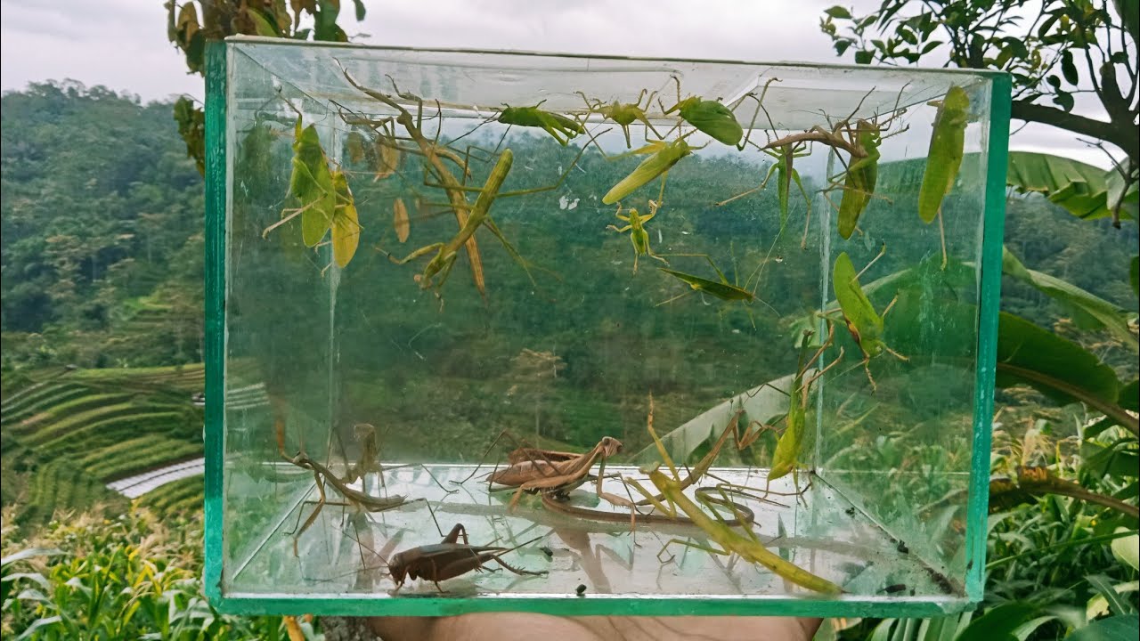 Katydid's sharp bite, praying mantises, crickets, longtailed grass lizards YouTube