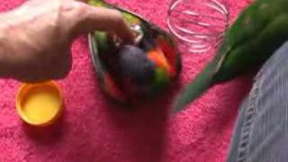 Rainbow Lorikeets having fun