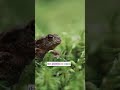 The Frog That Can Literally FREEZE and Wake Up! #woodfrog #animals #nature #fyp #viralshorts