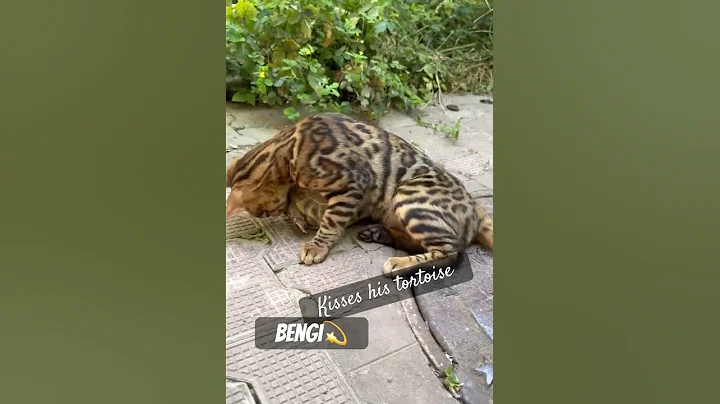 Video 8843161: bengalcat catlover, bengal cat, cat kisses, cat shower, cat gently