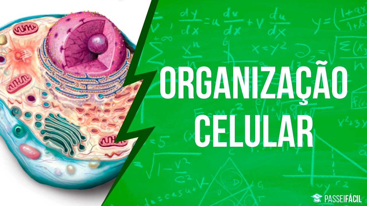 Níveis De Organização Celular - BRAINCP