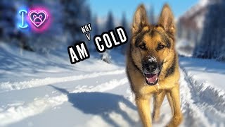 How Cold can a German Shepherd Handle? by That Enzo and Lotus 1,096 views 2 months ago 8 minutes, 19 seconds