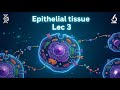 احياء طبية طب اسنان مرحلة اولى (epithelial tissue lec3)