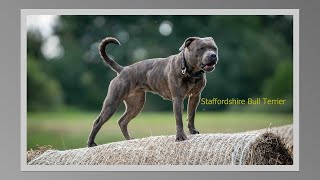 Staffordshire Bull Terrier  training in nature (13 months)