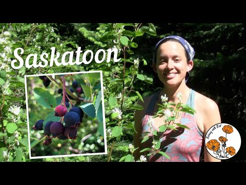 Vídeo: Os saskatoons têm sementes?