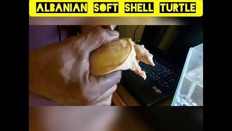 Albanian softshell turtle in a tank, new tank coming in next video