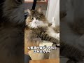 大型猫ノルウェージャンを飼って初めて知ったこと５選！　 #cat #猫 #北欧猫 #ノルウェージャン #ノルウェージャンフォレストキャット
