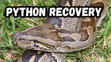 Starving Python’s Amazing Comeback | From Rescue to Wild Release 🐍❤️