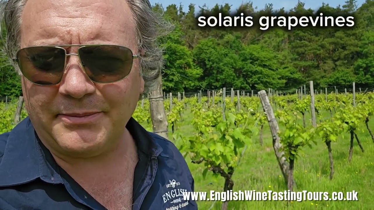 English wine tour to Sedlescombe Organic Vineyard