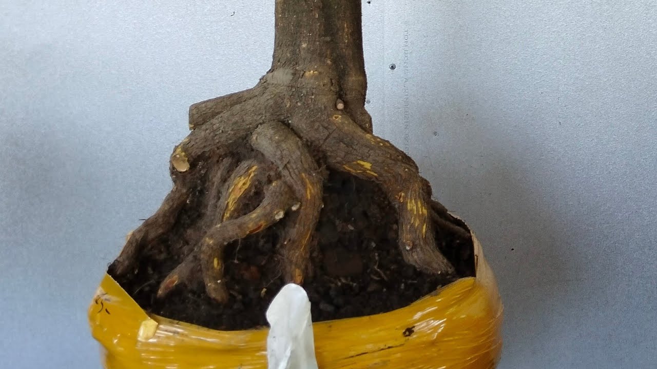 VÂN GL mai vàng đẹp giá mềm @369116270/2/3/