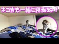 一緒に寝てくれるネコ吉が可愛くて仕方ありません(*'ω'*)