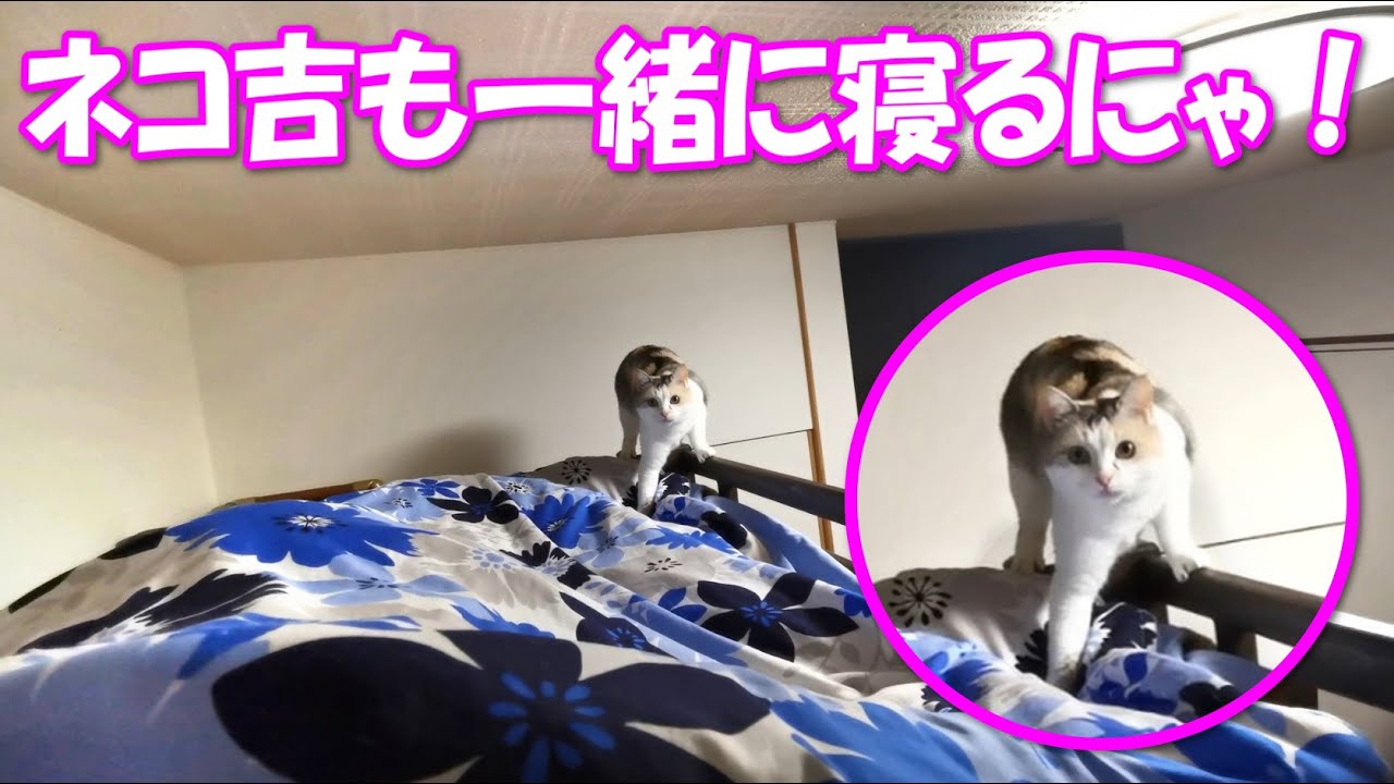 Neko-Kichi who sleeps together is just too cute(*'ω'*) - YouTube