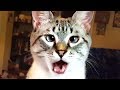 The best cute and funny cats of 2023 