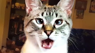 THE BEST CUTE AND FUNNY CAT VIDEOS OF 2019! 🐱