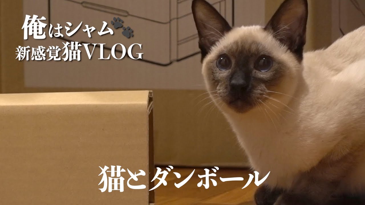 Cat And Cardboard Box Eng Sub My Play Series New Sense Cat Vlog Youtube