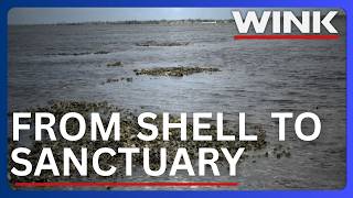 From shell to sanctuary: Oyster reef comes back to life