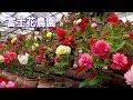 Begonia of Fuji Kachoen Garden Park (greenhouse).富士花鳥園 #4K