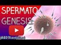 Spermatogenesis Made Easy