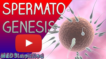 Spermatogenesis Made Easy