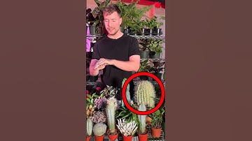 Real Or Cake For $10,000