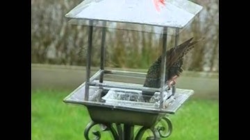 Spreeuwen vechten om pindablok