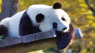 🐼 Funny Pandas 2021 🐼 [Funny Pets]