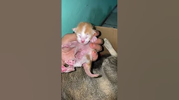 Suara anak kucing memanggil induknya #cat #cutecat #kucinglucu #videokucingviral #kitten