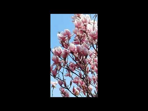 Video: Vai tulpju koks ir magnolija?