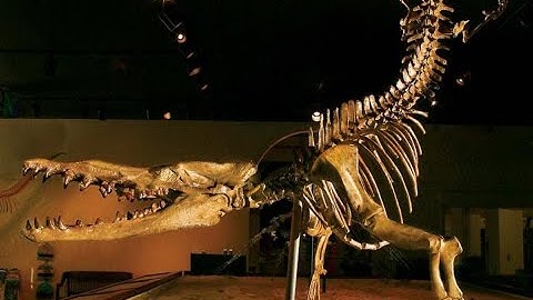 Lesser Known Whale Transitional Fossils