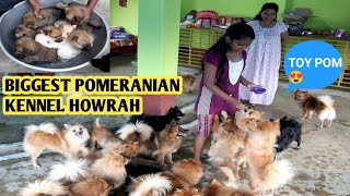 BIGGEST POMERANIAN DOG KENNEL | HOWRAH BALLY | TOY POM | CULTURE POM | CHEAPEST PRICE | PUPPY SALE |