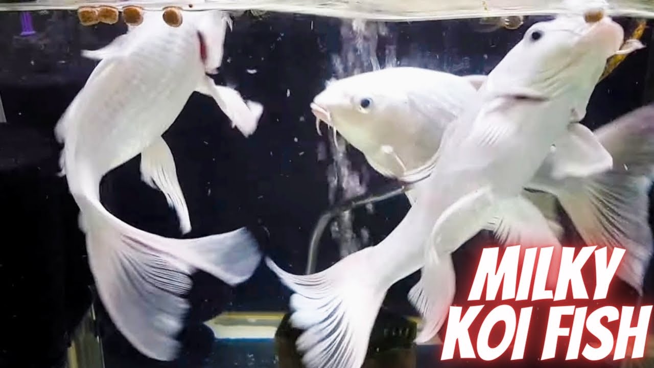 Milky Koi Fish Heaven Fish😍 Viral Video koifish koi YouTube