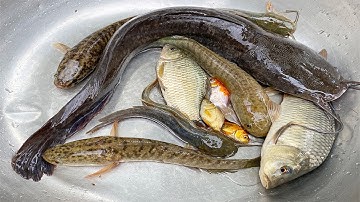 Kem Chanel lấy xe rùa đi bắt cá được cá chép, cá sấu, cá vàng, cá ba đuôi, con vịt, cá trê, con rắn