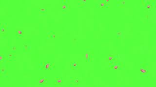 Green screen bunga sakura