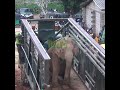 Wild elephant captured | 捕獲された野生のゾウ | Elephant | تم القبض على الفيل البري | Save animals #shorts