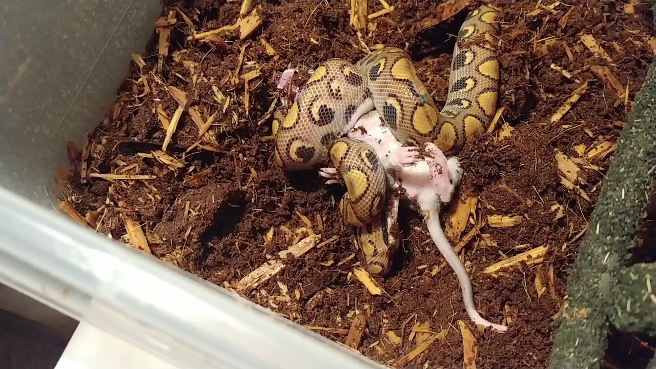 Brazilian Rainbow Boa (live feeding) - YouTube