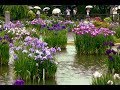 Iris Flower Garden at a Japanese Shrine