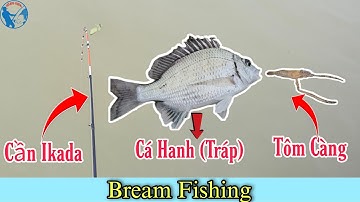 Cách Câu Cá Hanh (Tráp) Bằng Mồi Tôm Sống Siêu Nhạy - Bream Fishing | Tiến Bens - Fishing | 4K