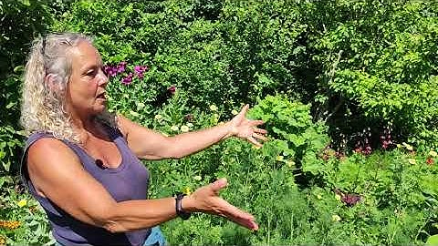 Great Ground Layers in Just 2 Years :) Permaculture Nordic Food Forest