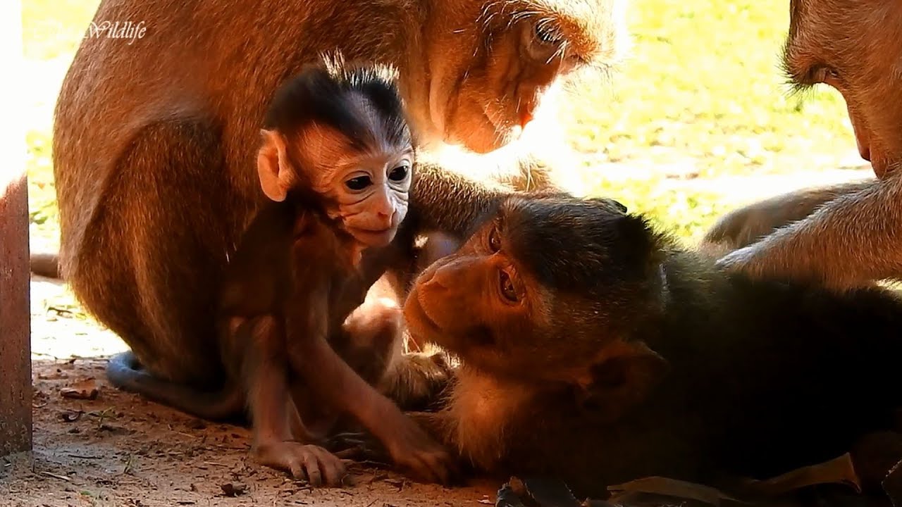 CUTE TINY CARLINO IS SO ALERTED PLAYING AROUND MOM & HIS BROTHER CARLI/ CARLINO IS FANTASTIC. CUTE TINY CARLINO IS SO ALERTED PLAYING AROUND MOM & HIS BROTHER CARLI/ CARLINO IS FANTASTIC.