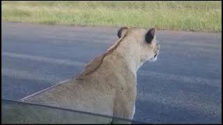 SMACKED! By a lion's tail in my car. Kruger Park.