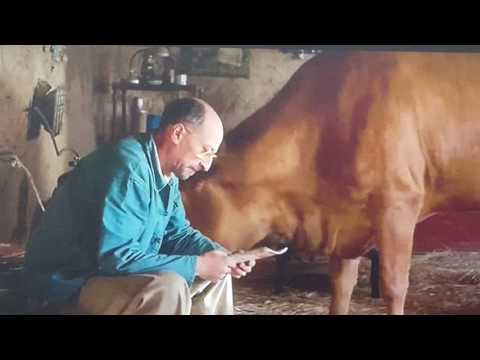 Film La Vache Jaqueline