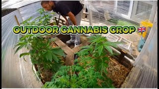 ☀️Outdoor Cannabis Grow Update 🌱 | Veg Stage Looking Strong w/ The Garden Growmie! AI