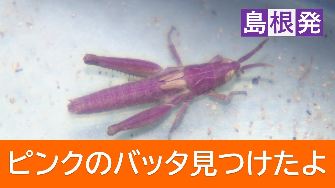 ピンクのバッタを見つけたよ！」3歳の小さな虫取り名人が大発見 将来の