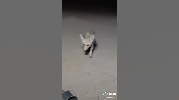 هل يوجد أخبث من هذا الثعلب 