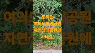 여의도공원 자연생태의숲 영상