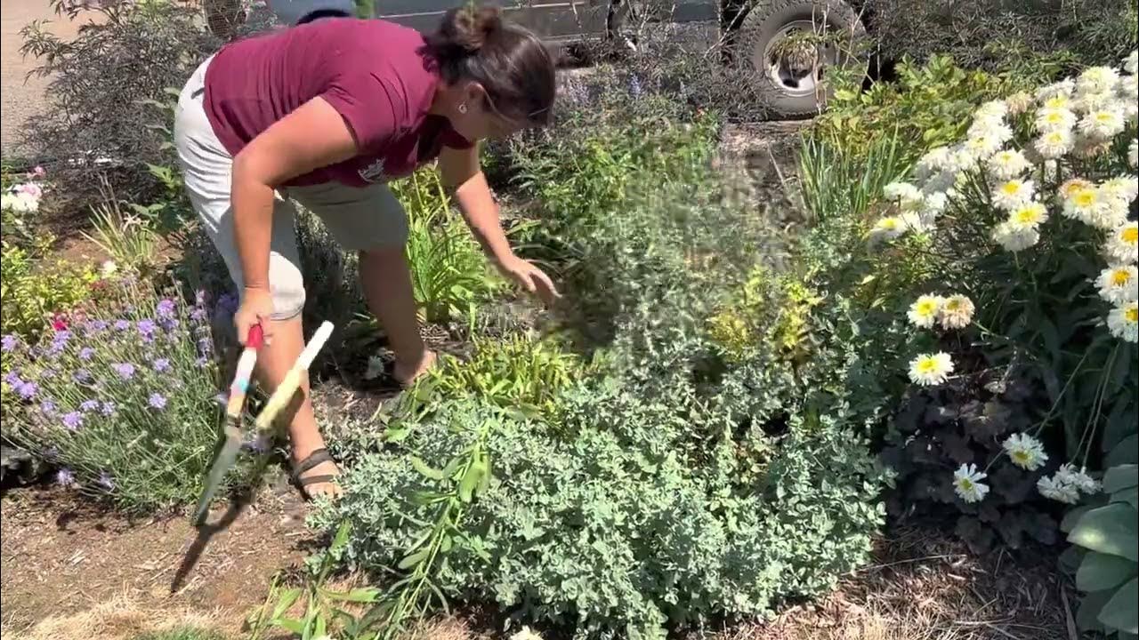How to prune Shasta Daisies and Pincushion flowers. Flower bed clean up